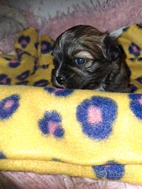 Cuccioli incrocio Shitzu Maltese