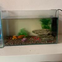 Acquario con 2 pesci rossi