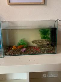 Acquario con 2 pesci rossi