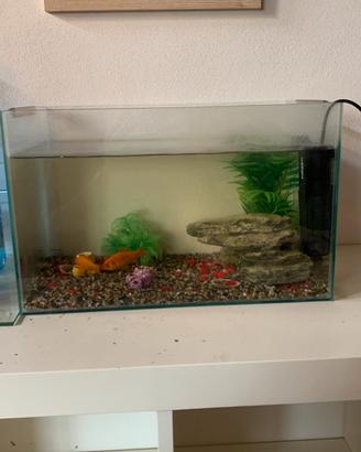 Acquario con 2 pesci rossi