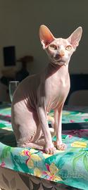 Femmina Sphynx per accoppiamento
