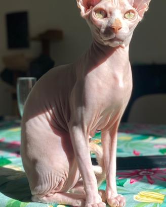 Femmina Sphynx per accoppiamento