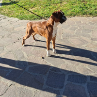 Boxer maschio