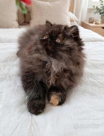 3 cuccioli di persiano