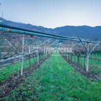 Terreno agricolo con ulivi e vigneti