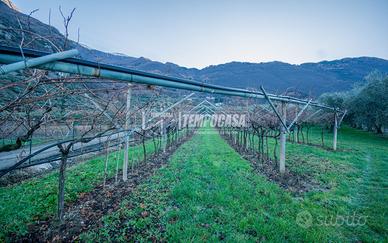 Terreno agricolo con ulivi e vigneti