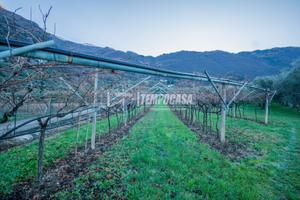 Terreno agricolo con ulivi e vigneti