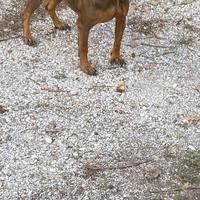 Segugio bavarese femmina pronta caccia a cinghiale