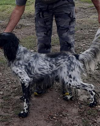 Setter inglese
