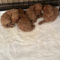 Barboncino Toy red taglia piccola