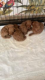 Barboncino Toy red taglia piccola