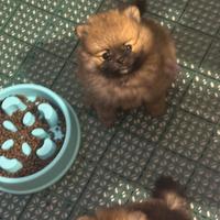 Volpino di pomerania spitz nano