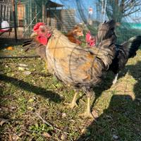 Gallo Oliver Egg di pura razza