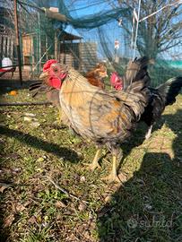 Gallo Oliver Egg di pura razza