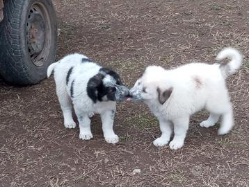 Alabai pastore dell' asia centrale