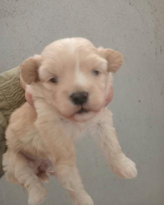 Maltipoo taglia piccola