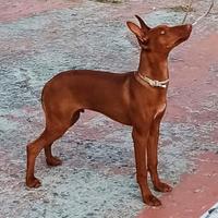 Cuccioloni di Cirneco dell'Etna con PEDEGREE