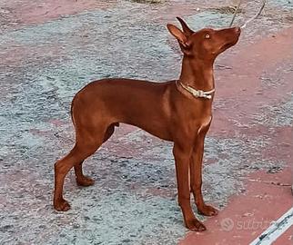 Cuccioloni di Cirneco dell'Etna con PEDEGREE