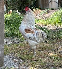 Gallo araucana