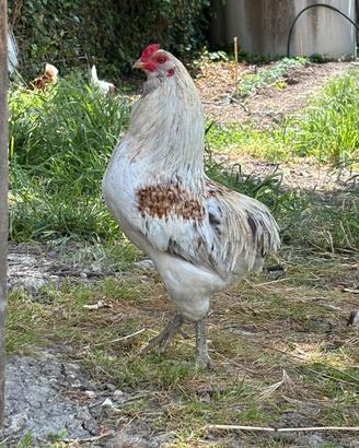 Gallo araucana