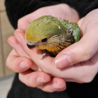 Inseparabili allevati a mano