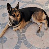 Regalasi Pastore Tedesco