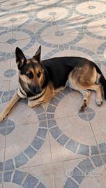 Regalasi Pastore Tedesco