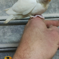 Inseparabile albino all a mano