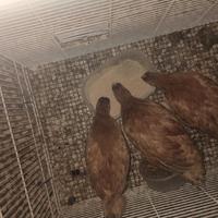 Galline pollastre
