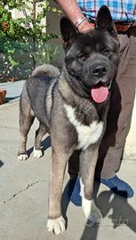 Cucciolo Akita americano