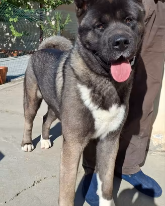 Cucciolo Akita americano