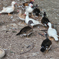 Disponibili anatre mandarine