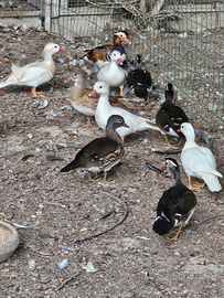 Disponibili anatre mandarine