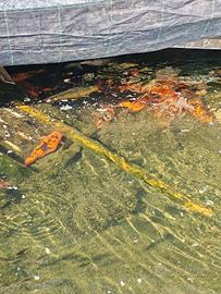 carpe koi