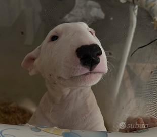 Cucciolo bull terrier standard bianco