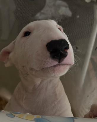 Cucciolo bull terrier standard bianco