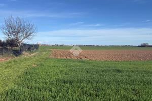 TER. AGRICOLO A TURATE