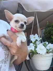 Chihuahua