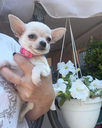 Chihuahua