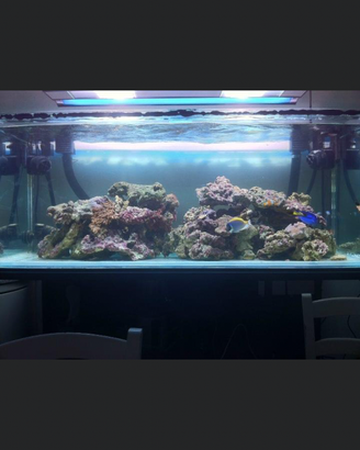 Acquario Marino, Plafoniera HQI, Rocce Vive Fiji