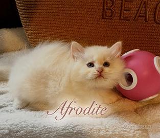 Gattina siberiana Ipoallergenica Afrodite