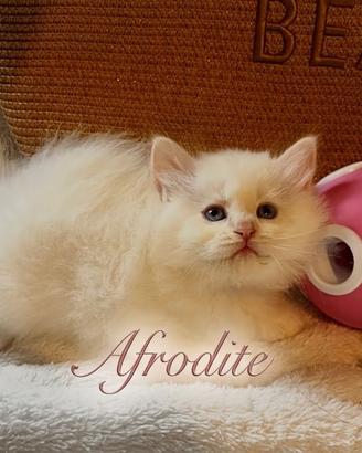 Gattina siberiana Ipoallergenica Odette