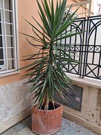 vaso e pianta