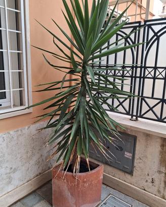 vaso e pianta