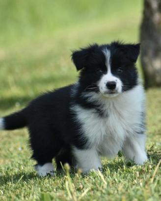 Cuccioli di border collie