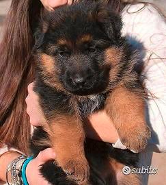 Cucciola Pastore Tedesco Due Mesi