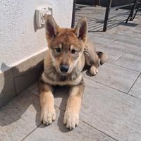 Cucciolo di Lupo cecoslovacco