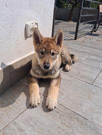 Cucciolo di Lupo cecoslovacco