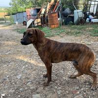 Segugio maremmano