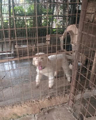 Lagotto Romagnolo